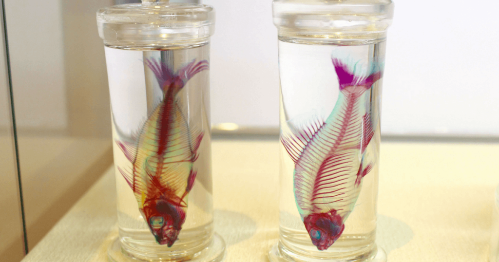 新世界 透明標本 展 高知県立美術館で見た骨格美 Cool