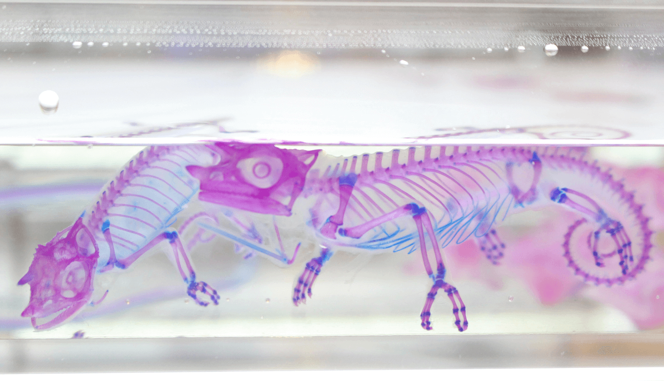 展覧会レポート】新世界「透明標本」展！高知県立美術館で見た骨格美