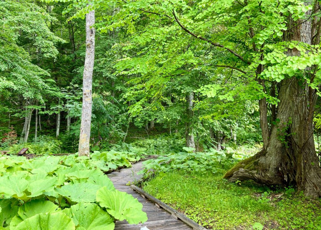 ボッケ遊歩道