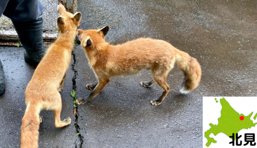 【北海道・3日目】レンタカー無し！北見観光でキツネと触れ合うモデルコース