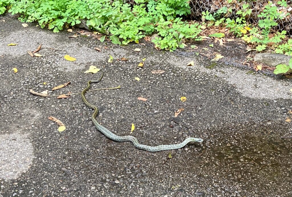 道端の蛇