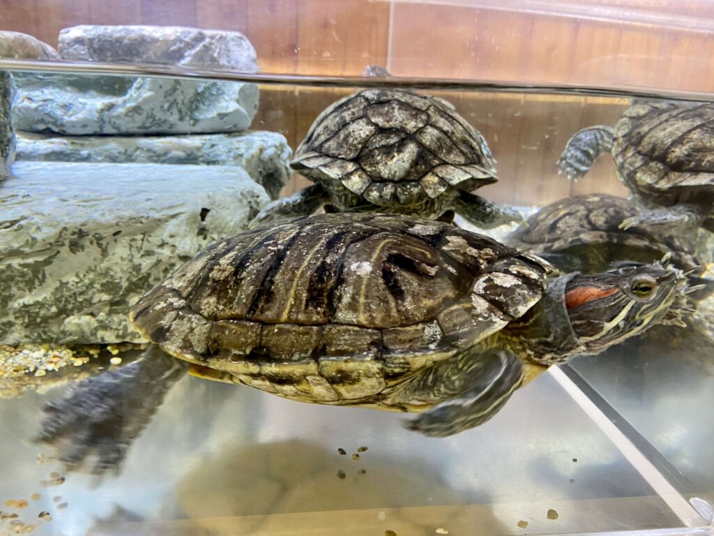 北の大地の水族館のカメ