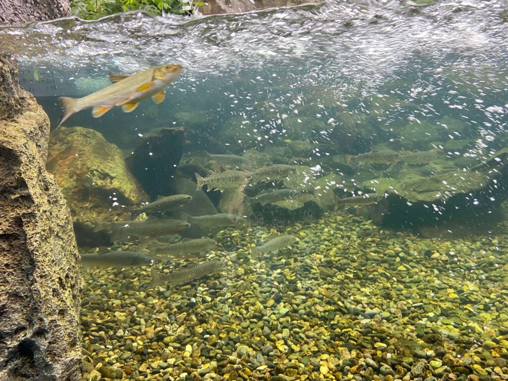 北の大地の水族館