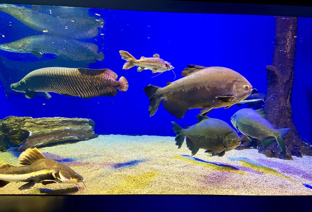 山の水族館