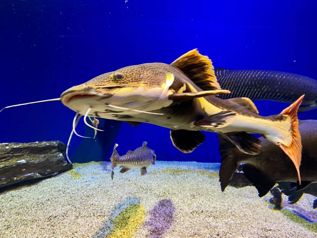 山の水族館