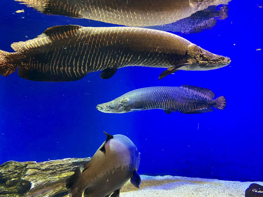 山の水族館