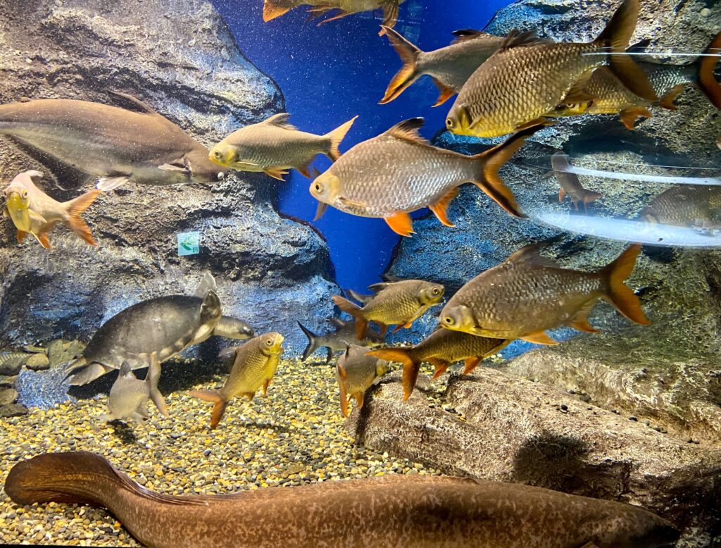 山の水族館