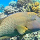 Great Barrier Reef