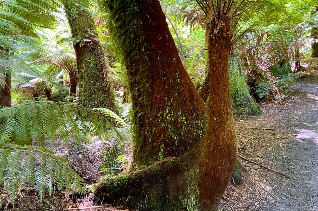 Otway National Park