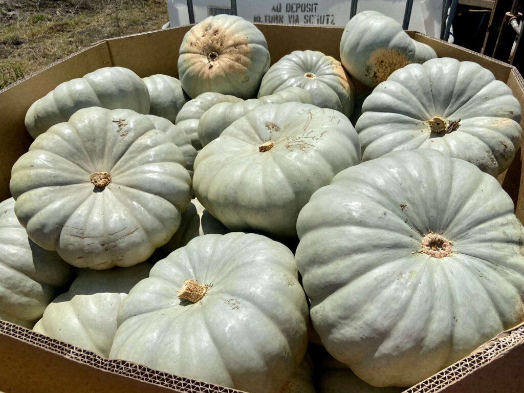 blue pumpkin