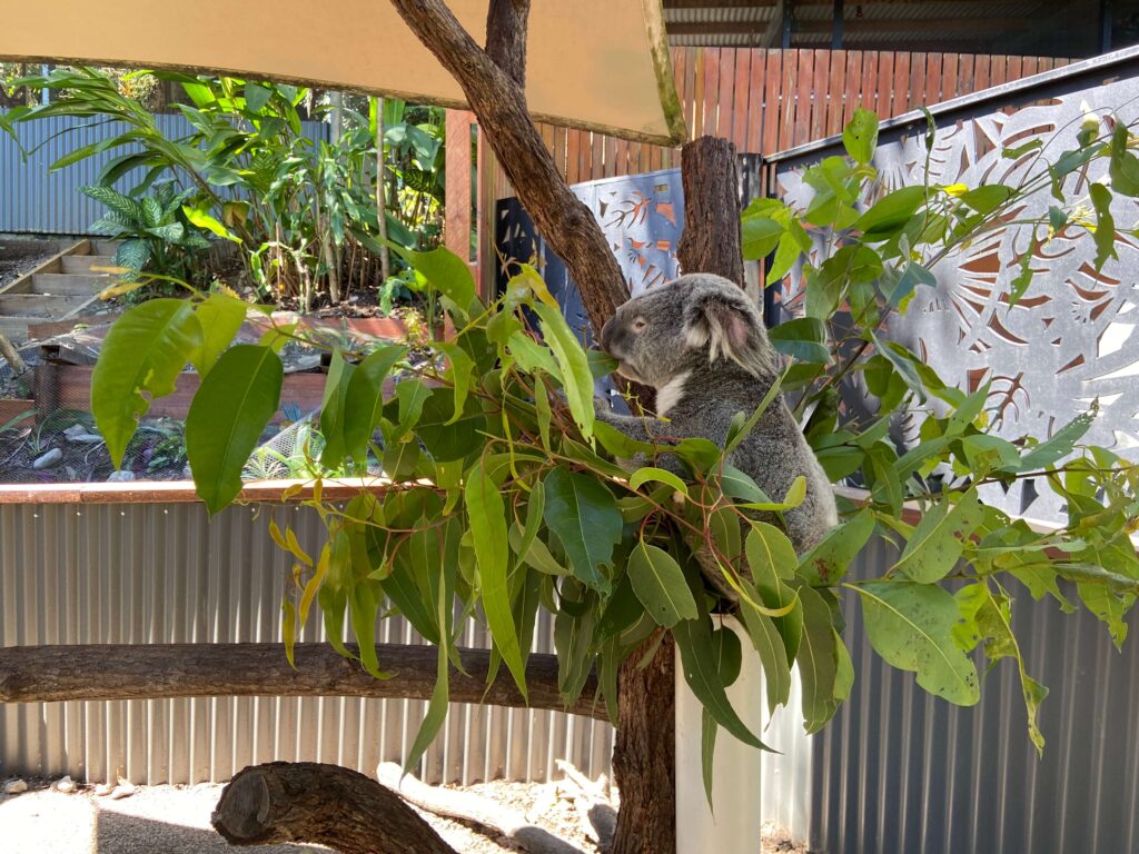 Kuranda