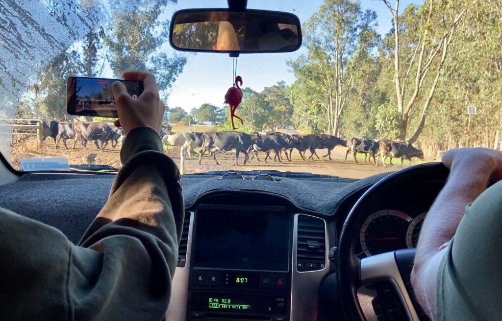cow