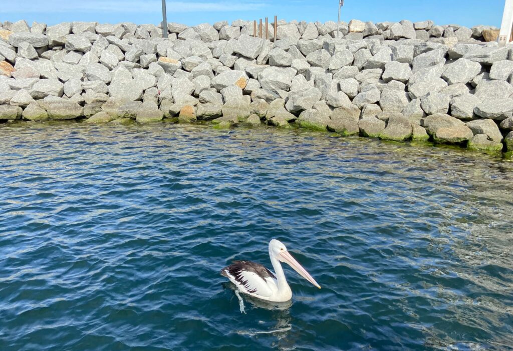 pelican