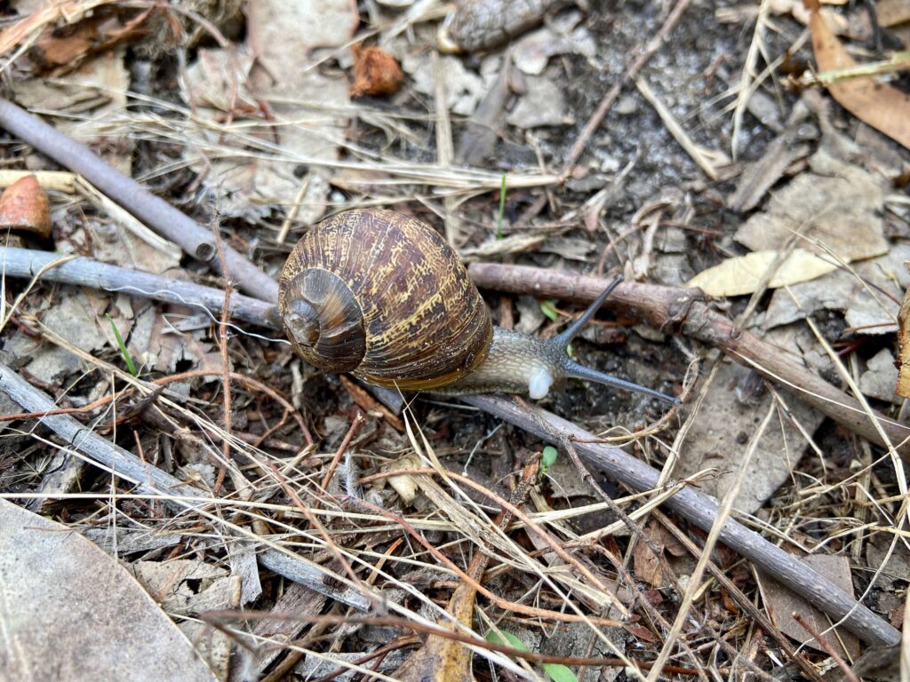 escargot