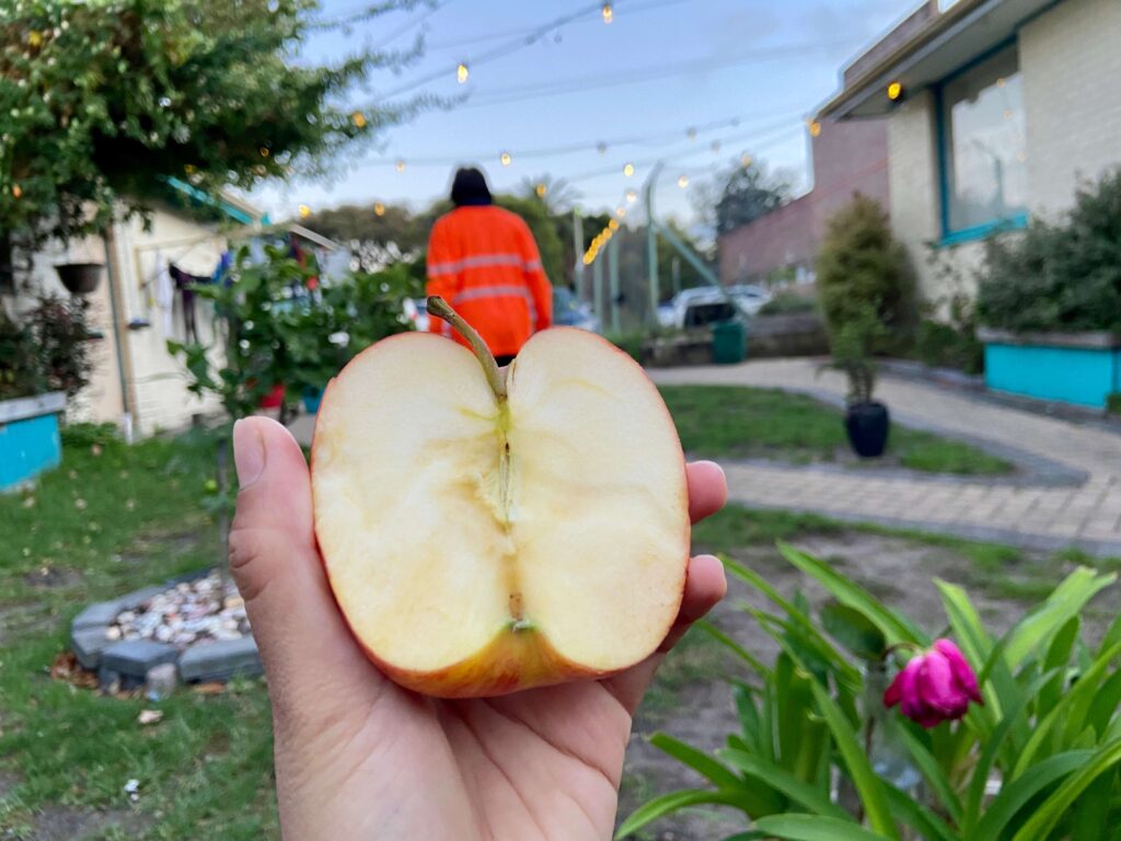 apple half